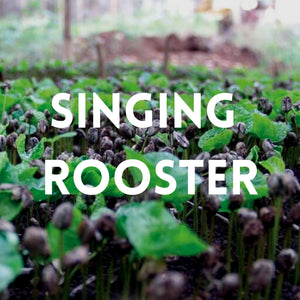 SINGING ROOSTER