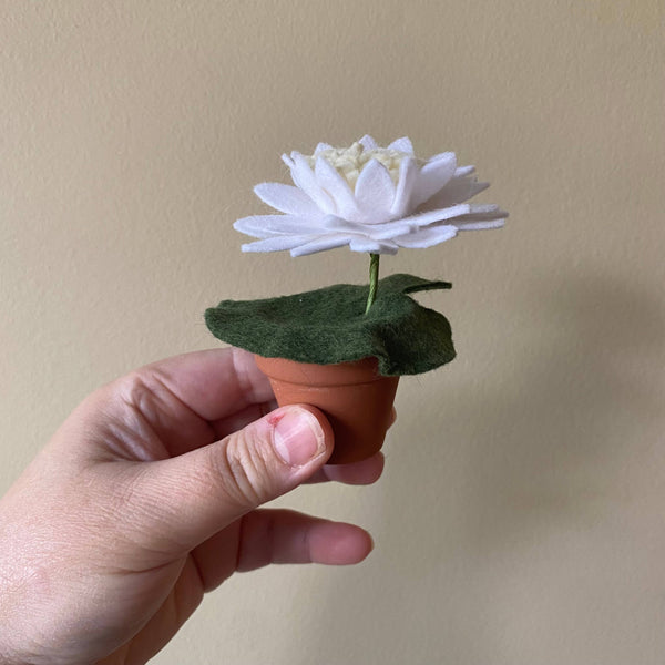 Water Lily Felt Forever Plant