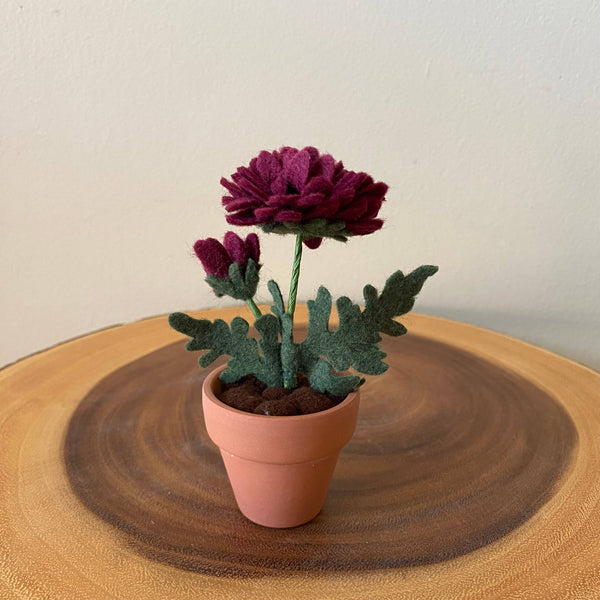Chrysanthemum Felt Forever Flower