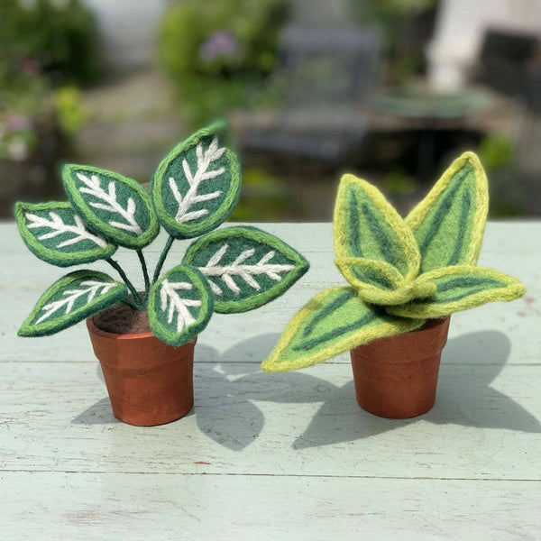 Zebra Potted Plant