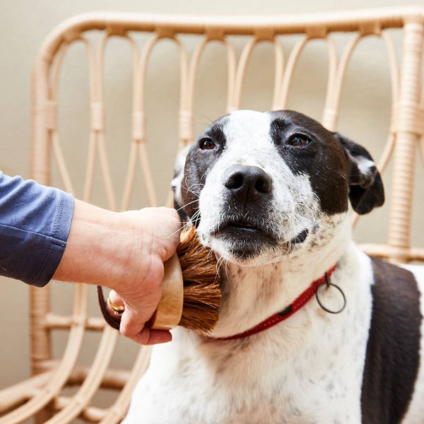 Dog/Pet Grooming Brush - All Natural