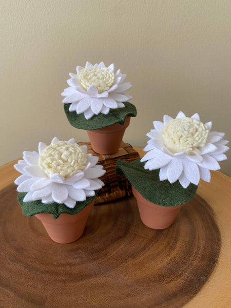 Water Lily Felt Forever Plant