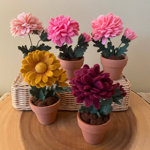Chrysanthemum Felt Forever Flower