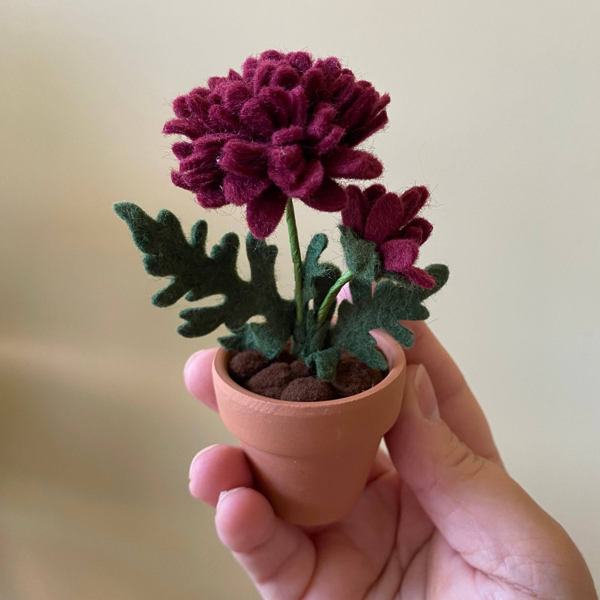 Chrysanthemum Felt Forever Flower