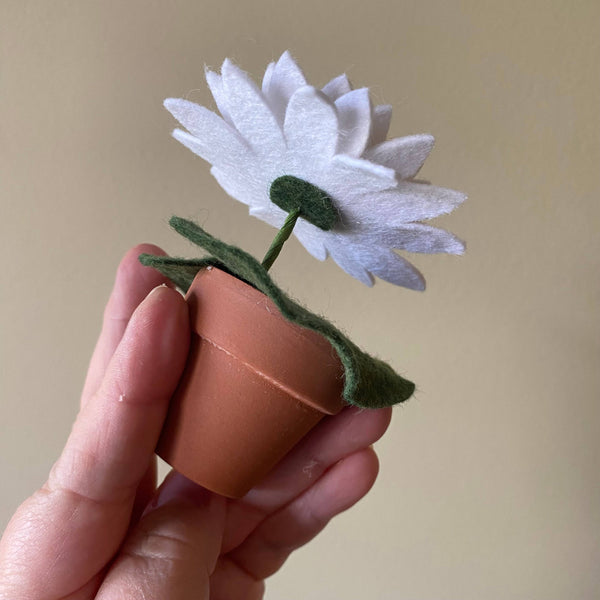 Water Lily Felt Forever Plant